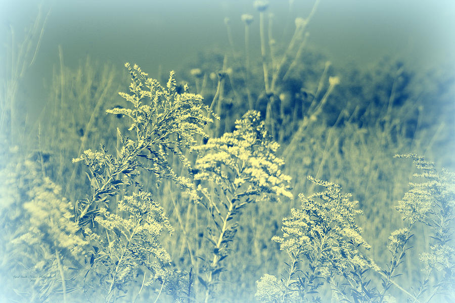 The Beauty Of Goldenrod - Wildflower - Solidago gigantea Photograph by Carol Senske