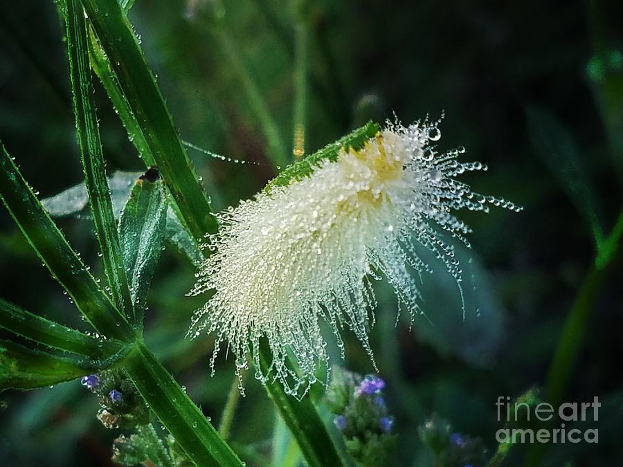 The Beauty of Morning Dew Photograph by Maria Urso