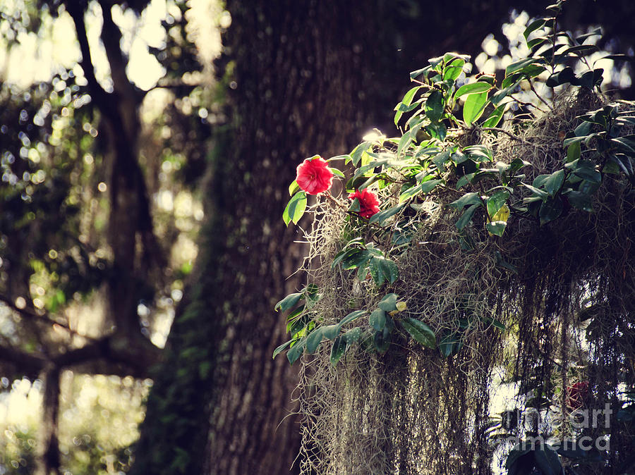 The Beauty of Nature - Tallahassee, Florida Photograph by Andrea Anderegg