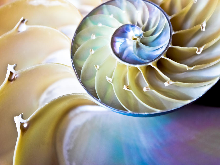 Unique Photograph - The Beauty of Nautilus by Colleen Kammerer