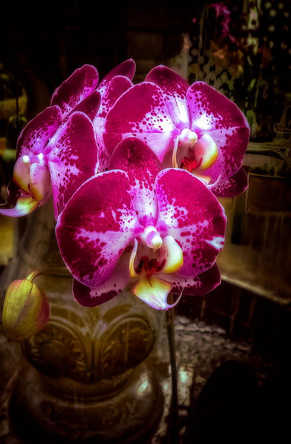 The Beauty of Orchids Photograph by Julie Palencia