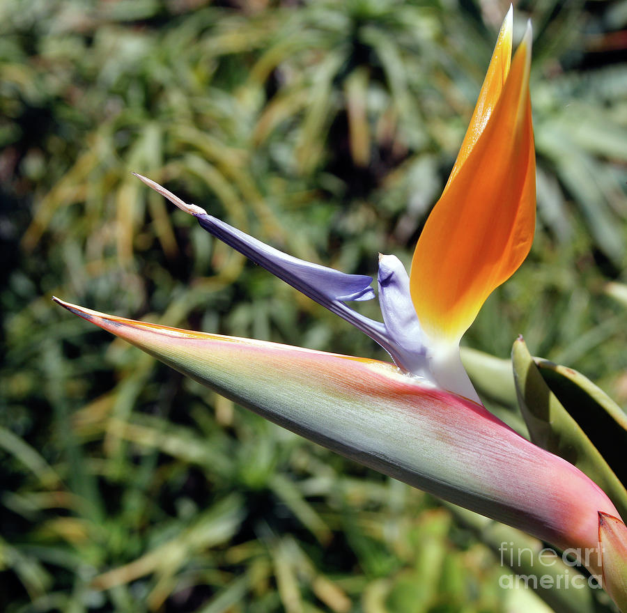 Flower Photograph - The Beauty of Paradise  by Steven Digman
