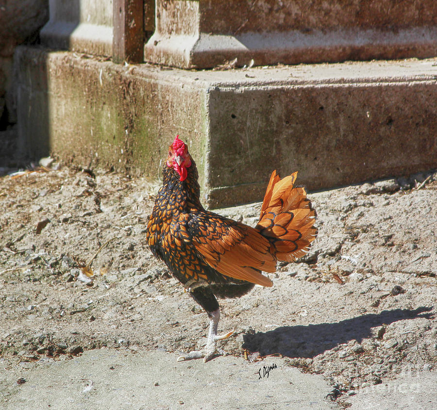 Rooster Photograph - Poultry With An Attitude by Steven Digman Rooster Photograph - Poultry With An Attitude by Steven Digman