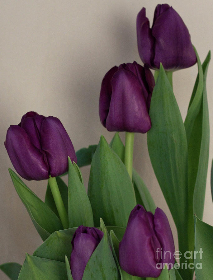 The Beauty of Purple Tulips Photograph by Sherry Hallemeier