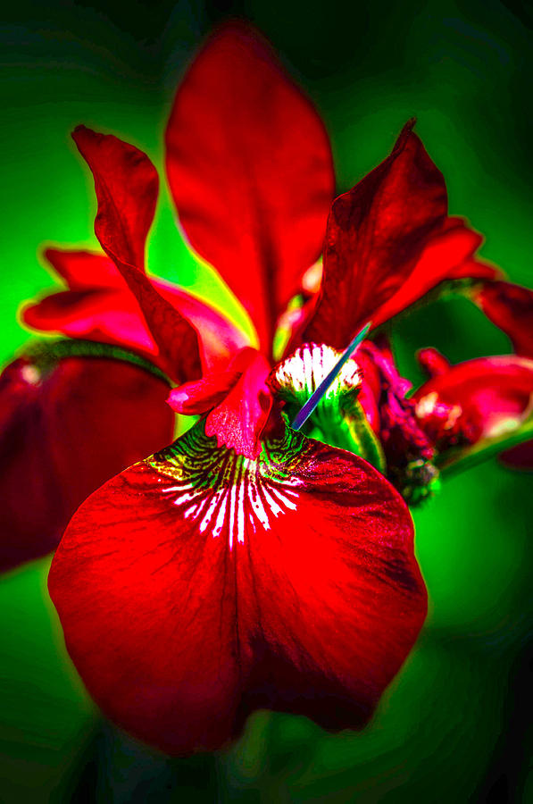 The beauty of red Photograph by Gerald Kloss