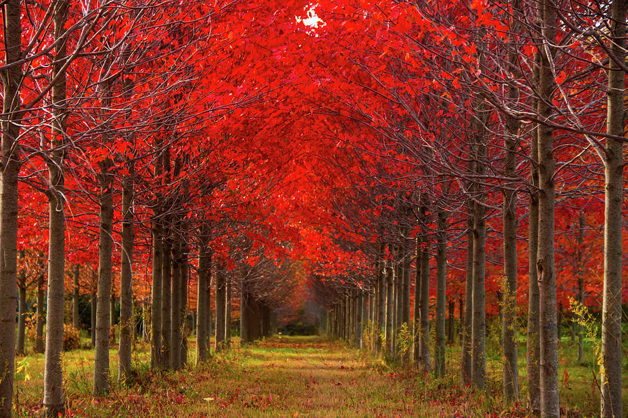 The beauty of Red Photograph by Jason Holden - Fine Art America