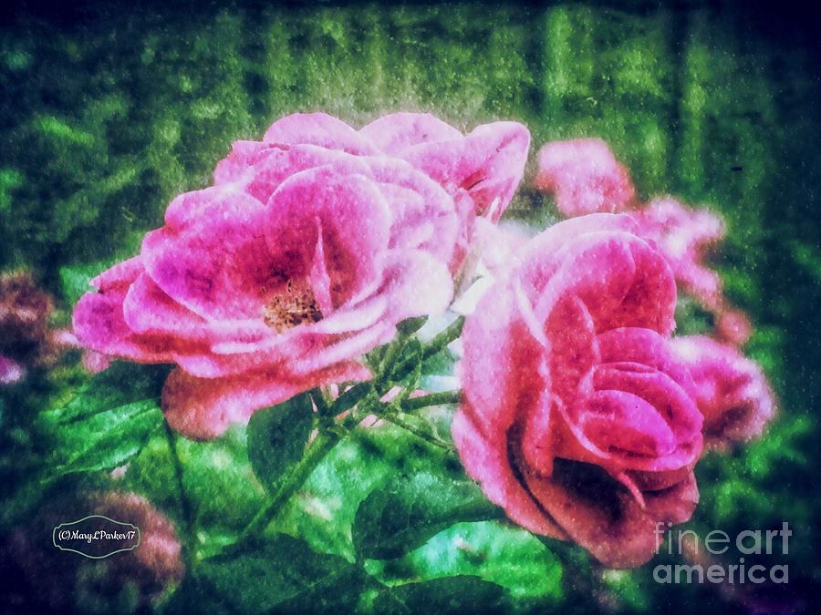 Rose Mixed Media - The  Beauty Of Roses by MaryLee Parker