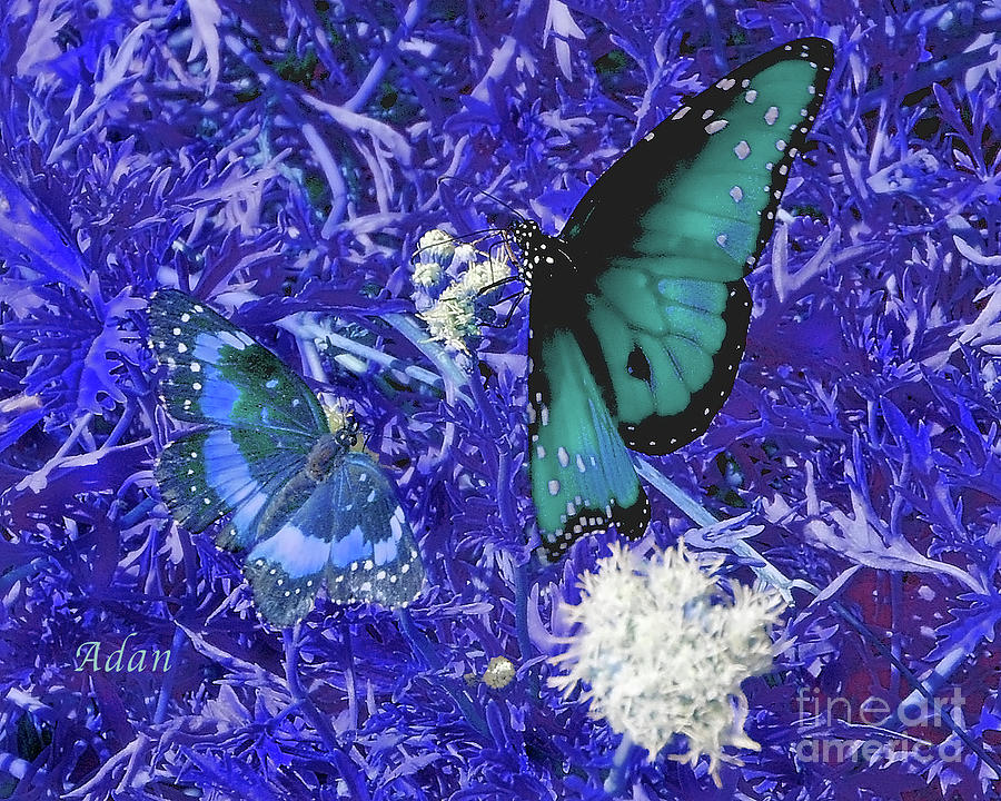 Butterfly Photograph - The Beauty of Sharing - Blue by Felipe Adan Lerma