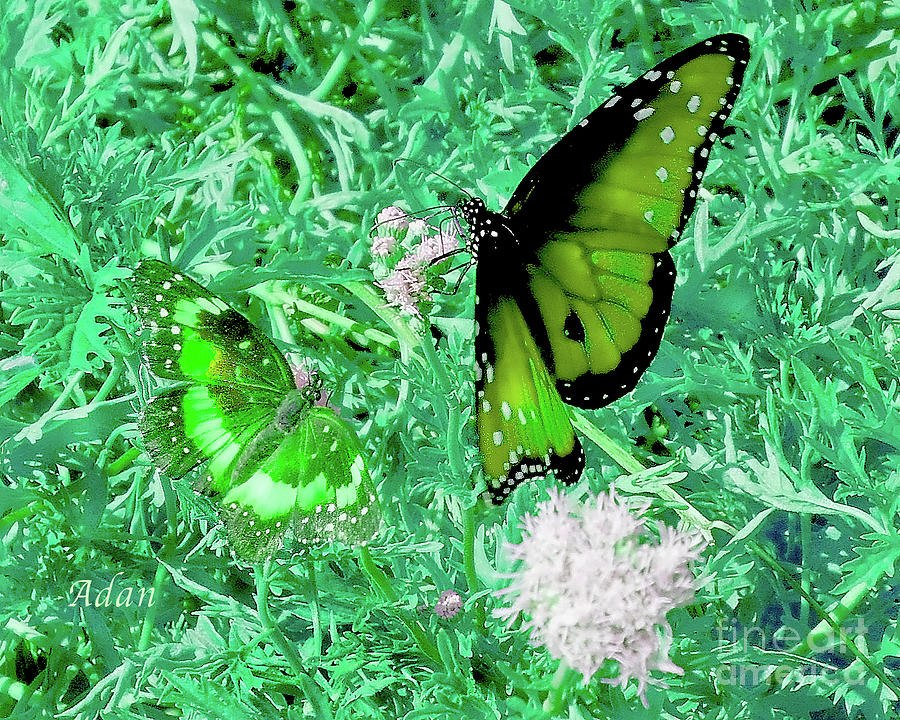 Butterfly Photograph - The Beauty of Sharing - Green by Felipe Adan Lerma