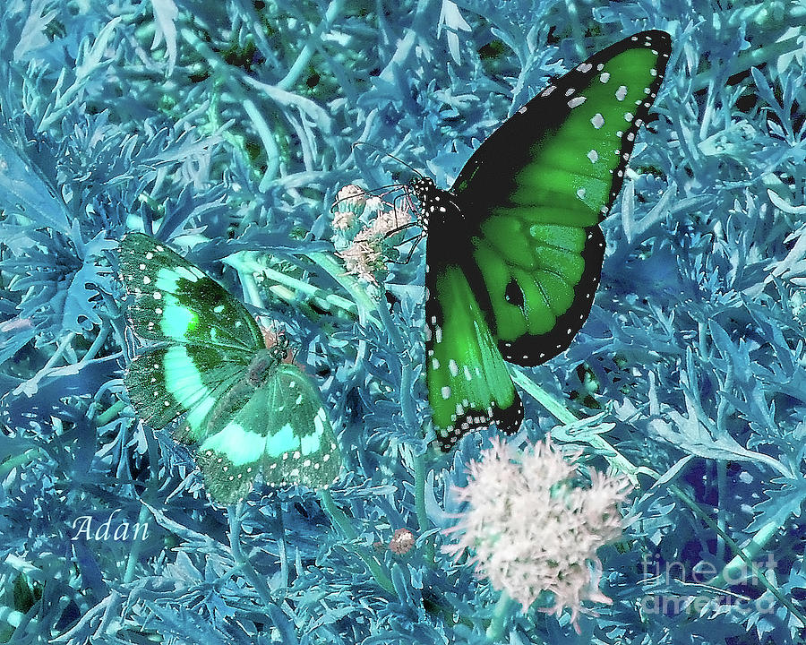 Butterfly Photograph - The Beauty of Sharing - Teal by Felipe Adan Lerma