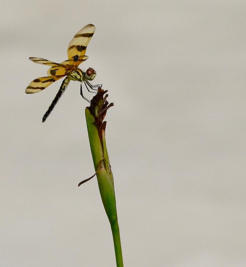 Dragonfly Photograph - The beauty of the Dragonfly by Michelle Miller Dragonfly Photograph - The beauty of the Dragonfly by Michelle Miller