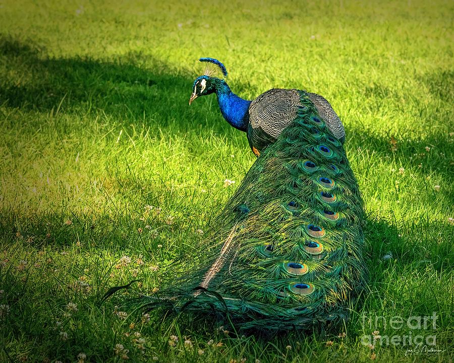 The Beauty Of The Peacock I Photograph