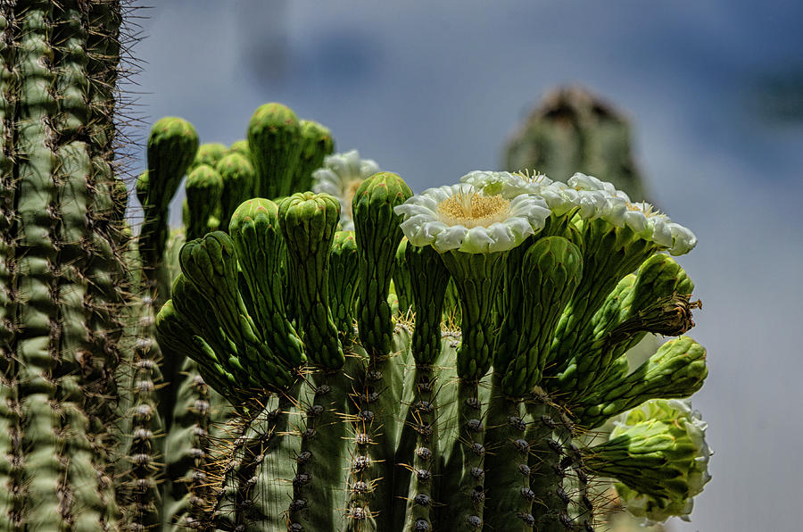 The Beauty of The Saguaro  Photograph by Saija Lehtonen