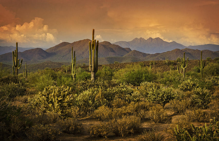 Sunset Photograph - The Beauty of the Sonoran Desert  by Saija Lehtonen