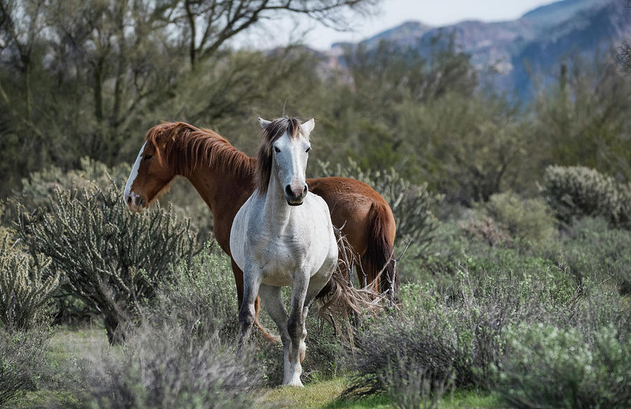 The Beauty of the Wild Horses  Photograph by Saija Lehtonen