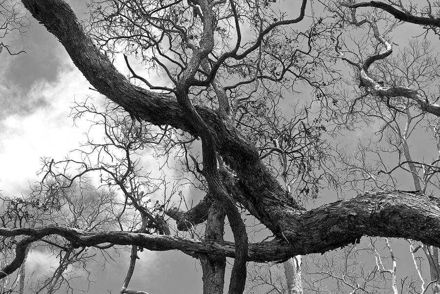 The Beauty of Trees Photograph by Venetia Featherstone-Witty