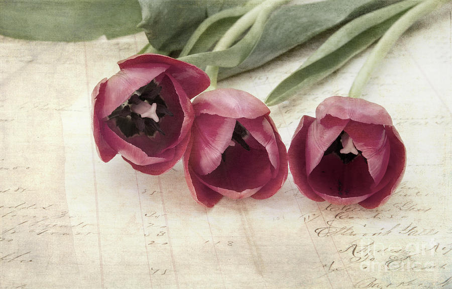 Tulip Digital Art - The Beauty Of Tulips by Elisabeth Lucas Tulip Digital Art - The Beauty Of Tulips by Elisabeth Lucas