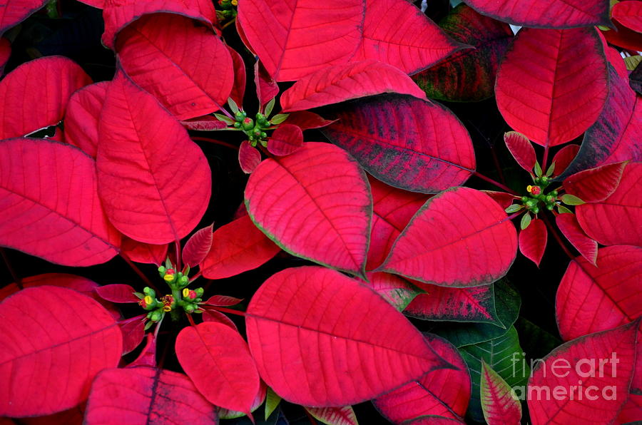 The Beauty Of Poinsettias Photograph by Mary Deal