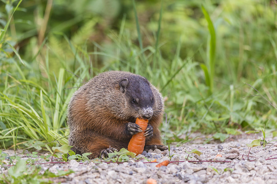 Winter Photograph - The Beaver feeding by Josef Pittner