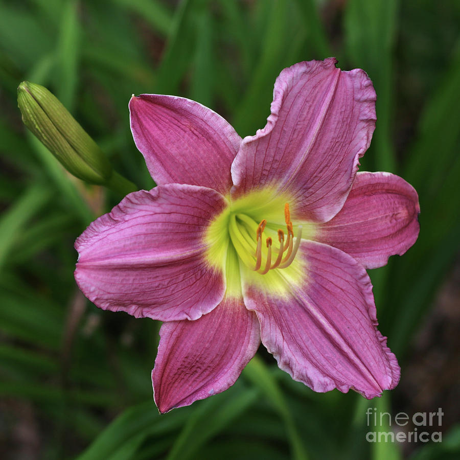 The Beckoning Photograph by Stephen Mitchell - Fine Art America