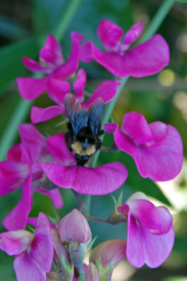 The Bee and the Flowers Photograph by Carol Eliassen