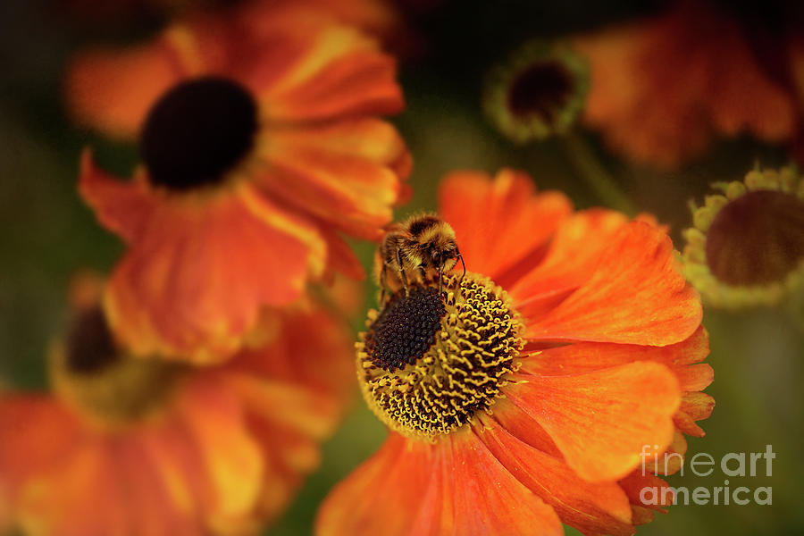 Flowers Still Life Photograph - The Bee and the Helenium by Ann Garrett