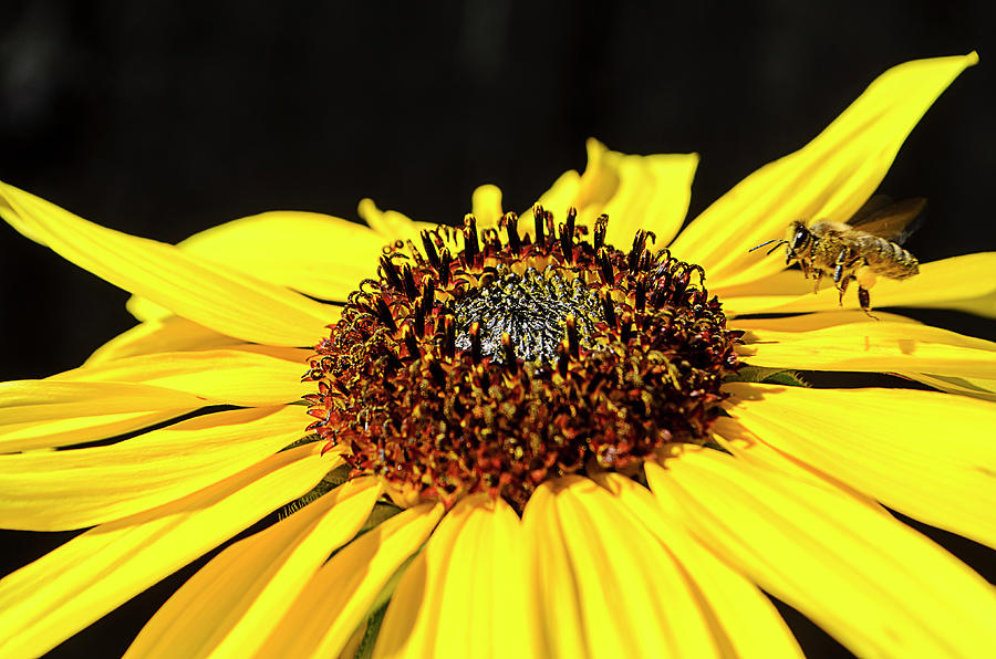 Sunflower Photograph - The Bee and the Sunflower by Dan Jordan