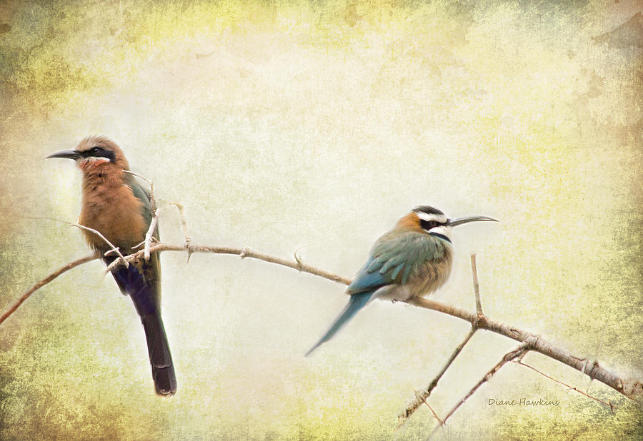 The Bee-eaters Photograph