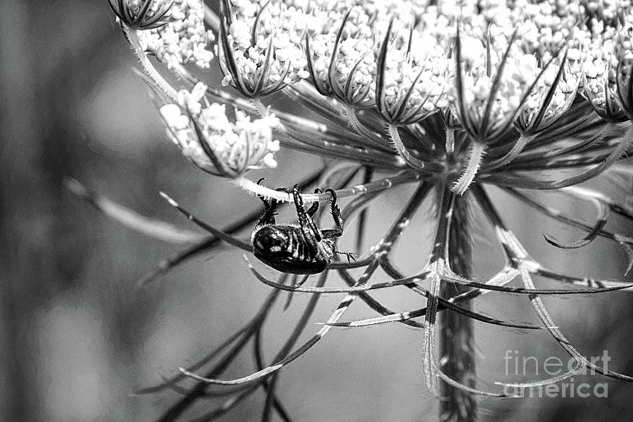 The Beetle Acrobat Black And White Photograph by Sharon McConnell