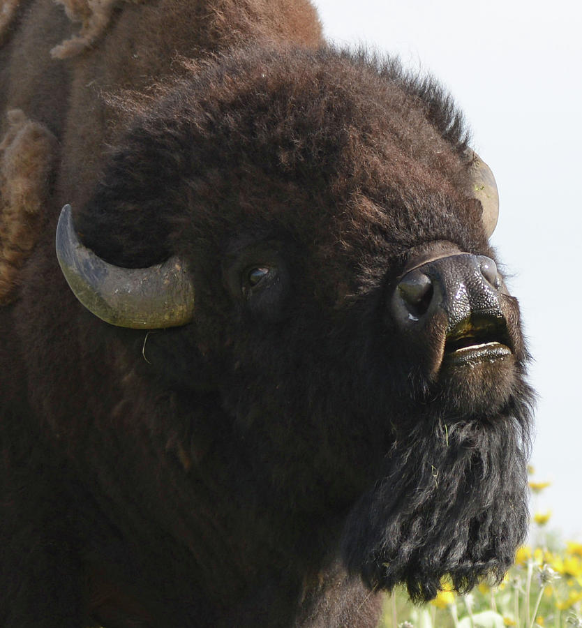 The Bellowing Bull Bison Photograph by Whispering Peaks Photography