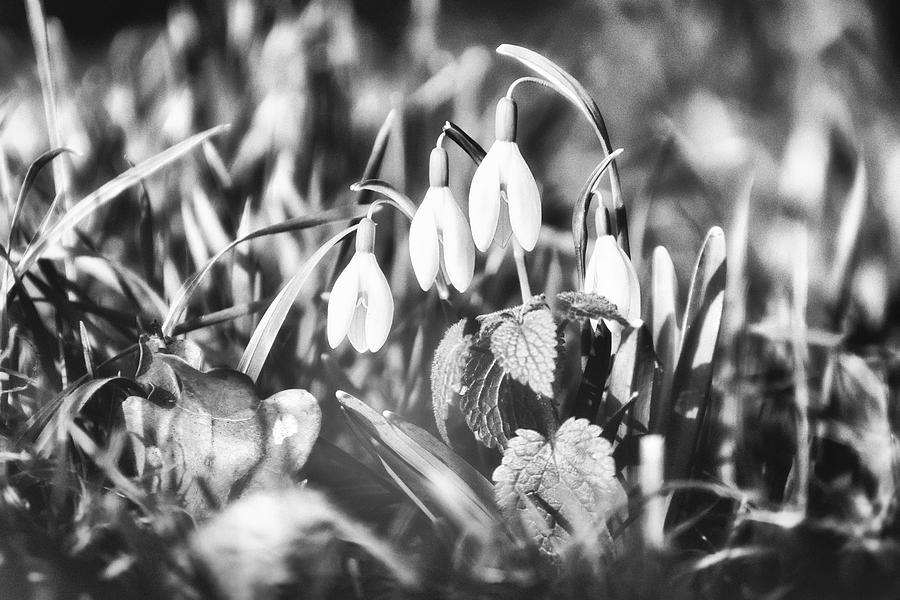 The Bells of Spring 2 Photograph by Jaroslav Buna