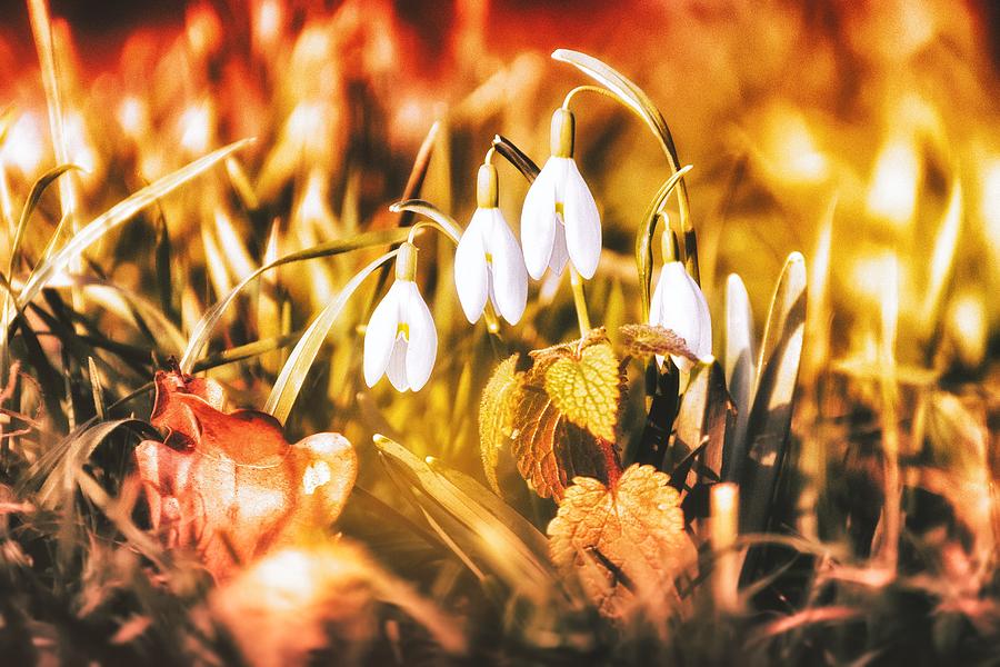 The Bells of Spring Photograph by Jaroslav Buna