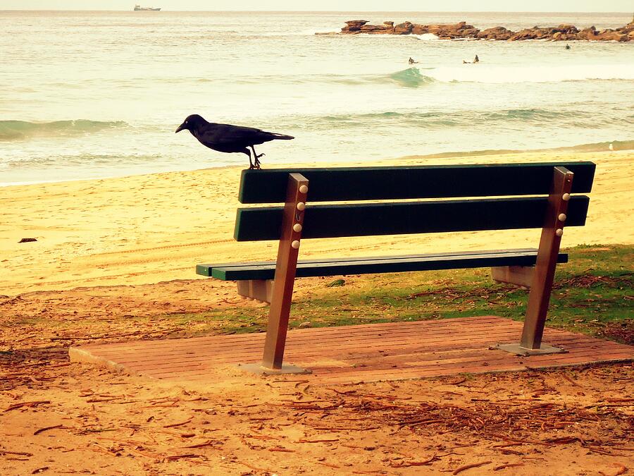 The Bench and The Blackbird Photograph by VIVA Anderson
