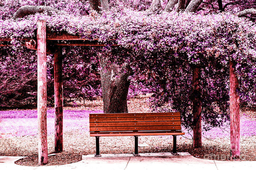 The Bench Photograph by Frances Ann Hattier