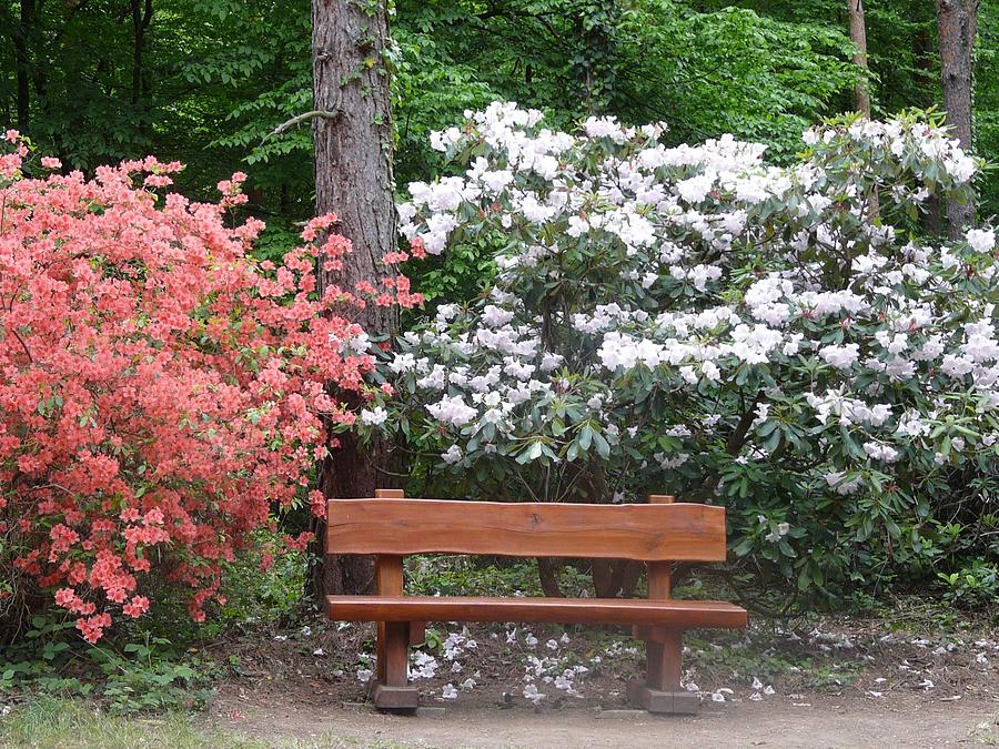 Spring Photograph - The Bench of Peace and Pleasure by Attila Balazs