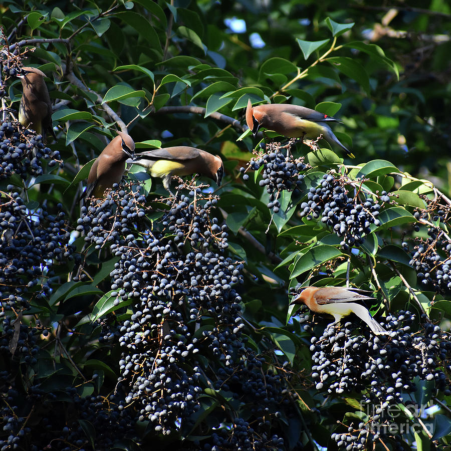 Bird Photograph - The Berry Bar by Skip Willits