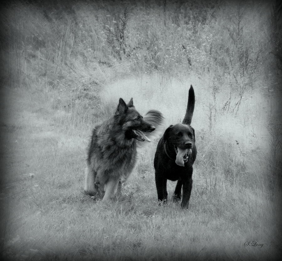 Black And White Photograph - The Best Friends are Old Friends by Sue Long