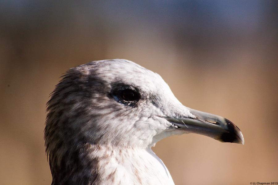 The best side of the gull Photograph by Lora Lee Chapman
