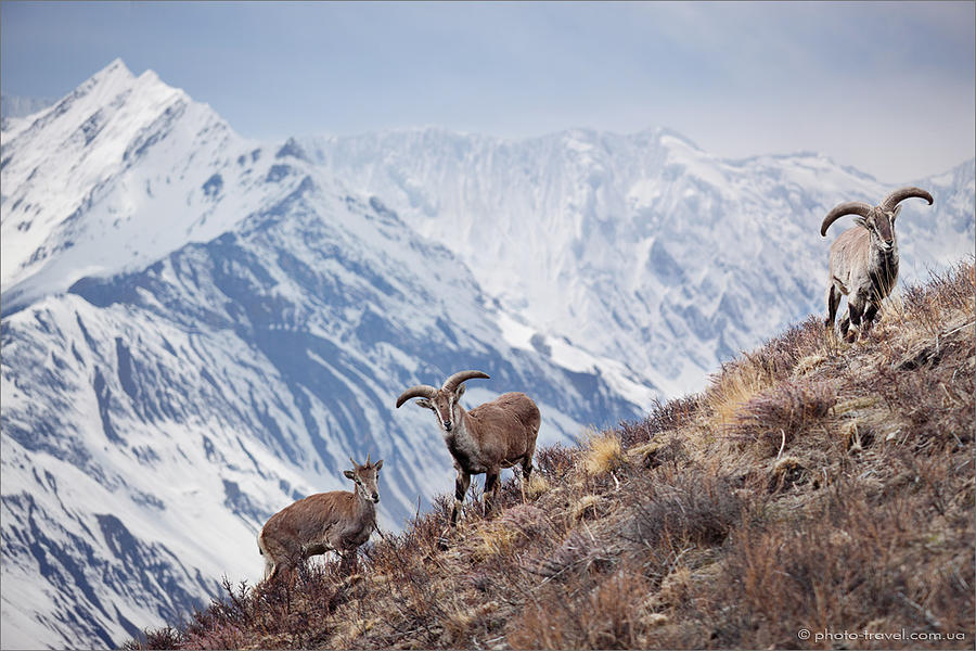 Animals Photograph - The bharal or Himalayan blue sheep by Anton Jankovoy