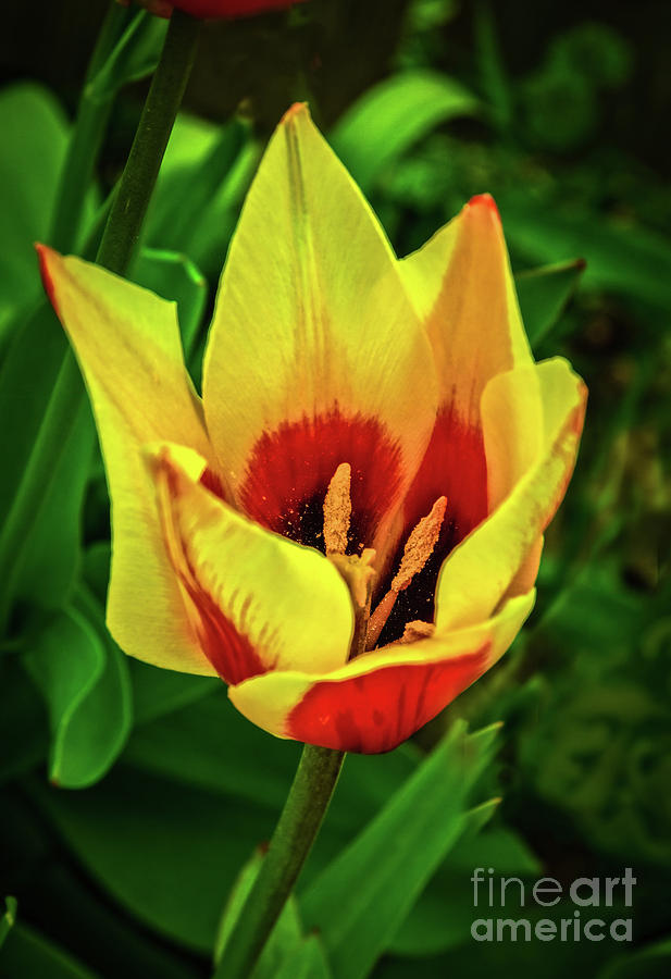 The Bicolor Tulip Photograph by Robert Bales