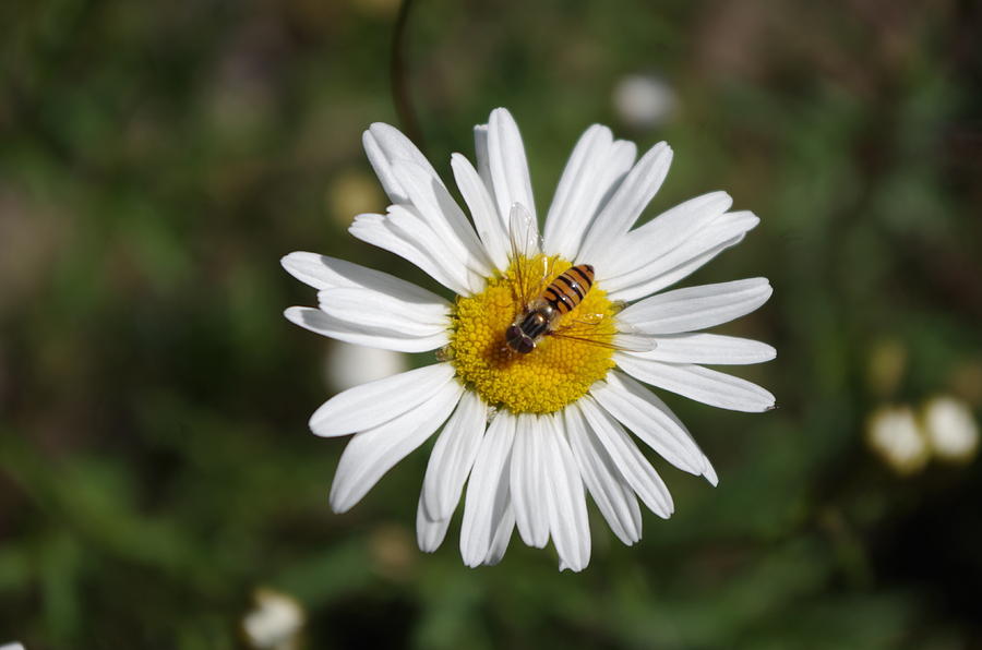 The bies and the flower Photograph by MJG Products and photo gallery ...