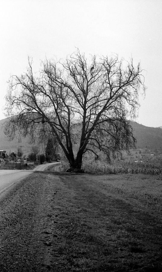 The big beautiful tree Photograph by Teri Schuster
