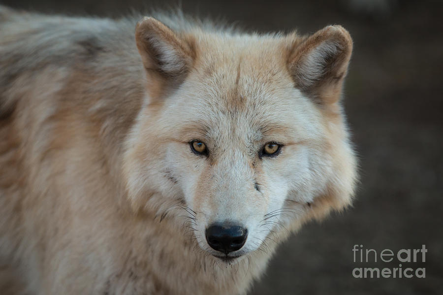Wolves Photograph - The Big Beautiful Wolf by Ana V Ramirez