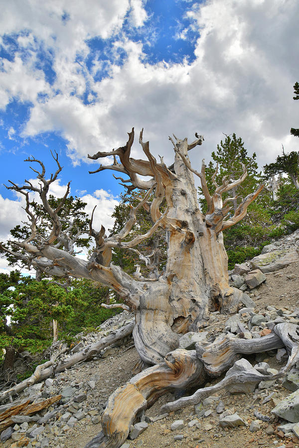 The Big Bristlecone Photograph by Ray Mathis