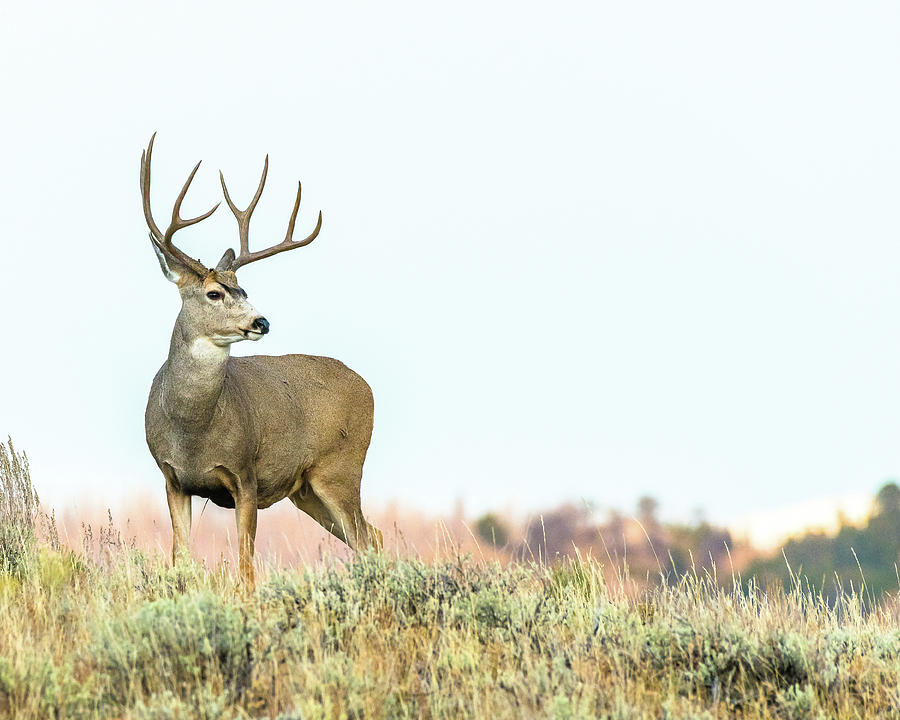 The Big Buck At Sunset Photograph by Yeates Photography