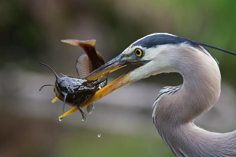 The Big Catch Photograph by Mircea Costina Photography