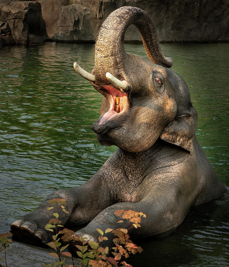 The Big Elephant Yawn Photograph by Jean Noren