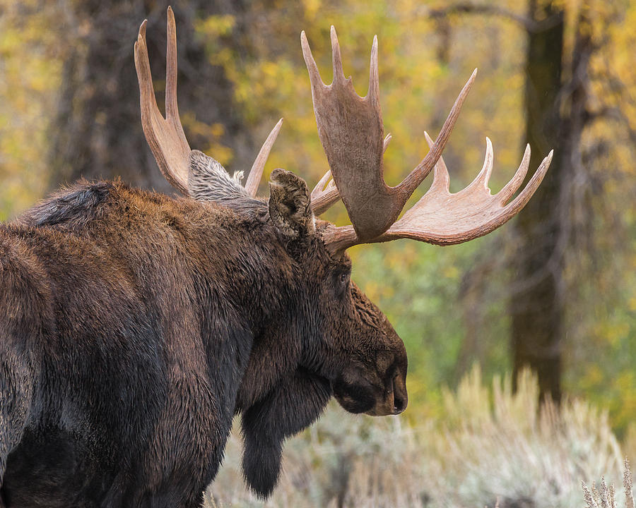 The Big Moose Rack Photograph by Yeates Photography