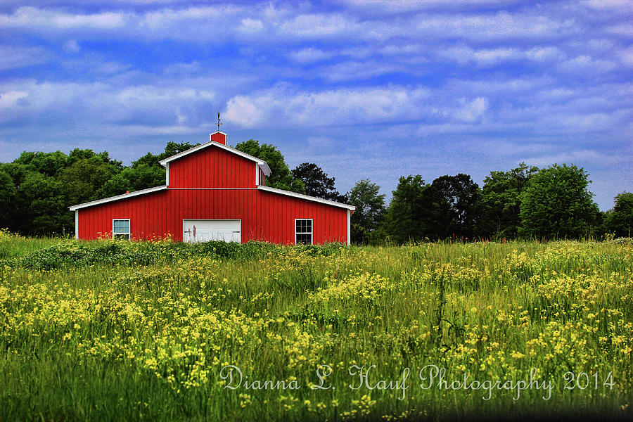 The Big Red One Photograph By Dianna Hauf