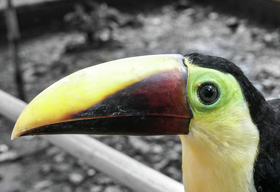 The big toucan Photograph by Nick Mares
